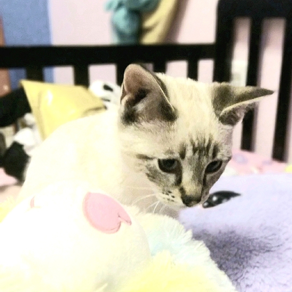 Meet your Posher, Jade